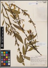 Foto von Salix eriocephala var. watsonii (Bebb) Dorn